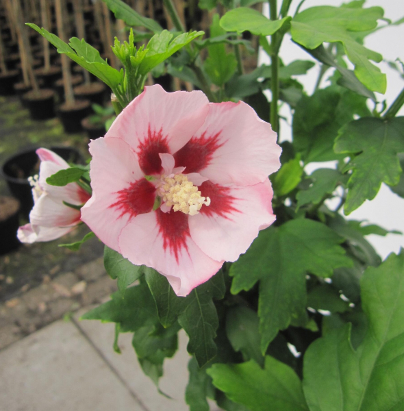 Hibiscus syriacus Hamabo 3